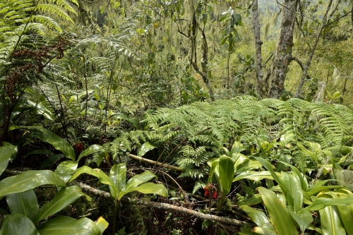 3-nature-photography-rwenzori-mountain-uganda